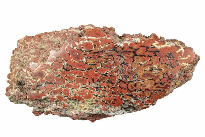 Polished Dinosaur Bone (Gembone) Section - Utah #240699